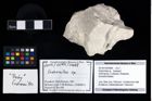 Foto (Objekt + Etikett) von Eodromites sp.  (NHMW-GEO-2014-0194-0998)